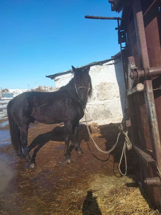 Продаётся Жеребец,Айгыр