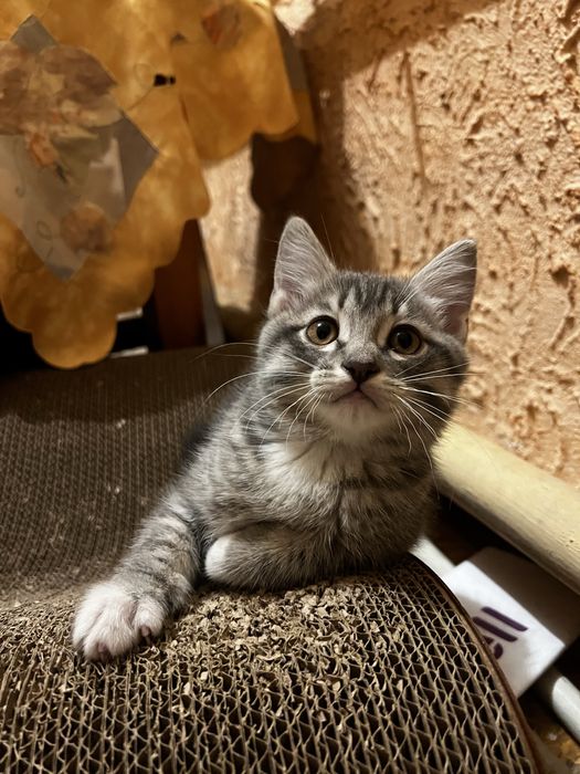 Котята. Отдам в хорошие руки