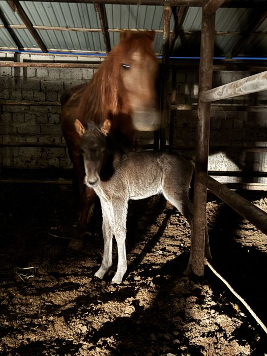 Құлынды бие сауын