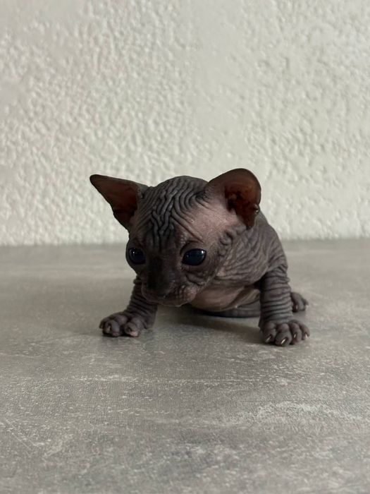 Продам котят канадский сфинкс