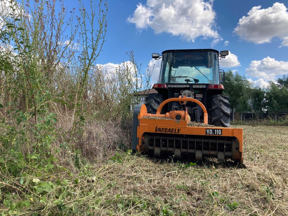 Curatare si defrisare ambrozie si vegetatie invaziva