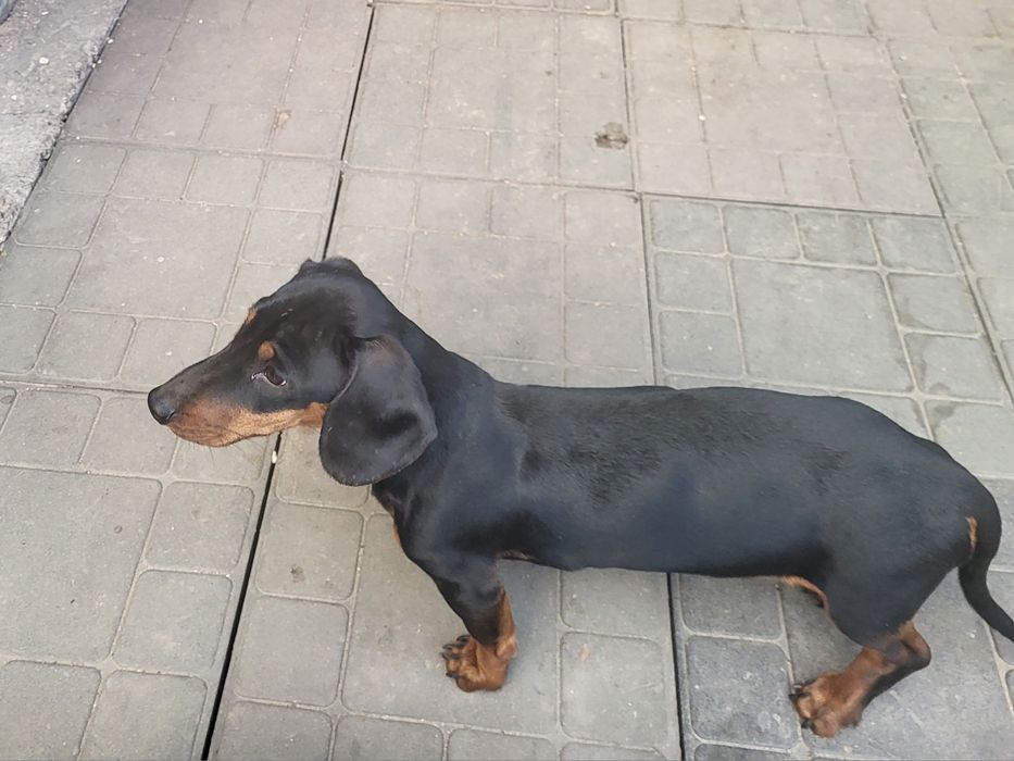 Такса щенки 6 месяцев.