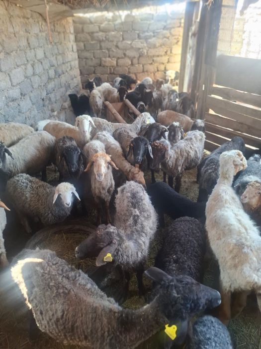 сатылады. адрес аль фарабиде