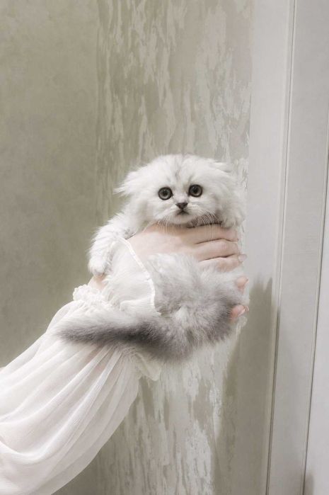 Zotdor Scottish Fold va Scottish Straight Shinshila mushuklar sotiladi