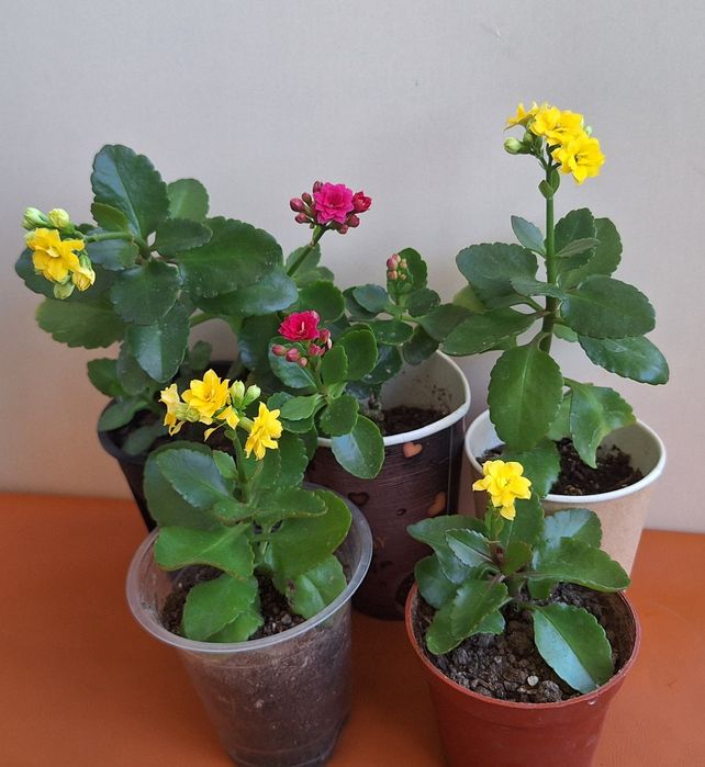 Продаются  каланхоэ