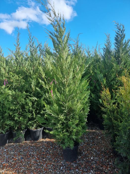 Leylandii- evunomius pe picior - cedrus- photinia