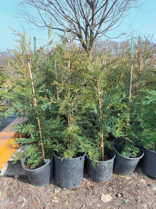 Leylandii Chiparos, Gard Viu