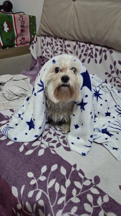 Dăruiesc Bichon spre adopție