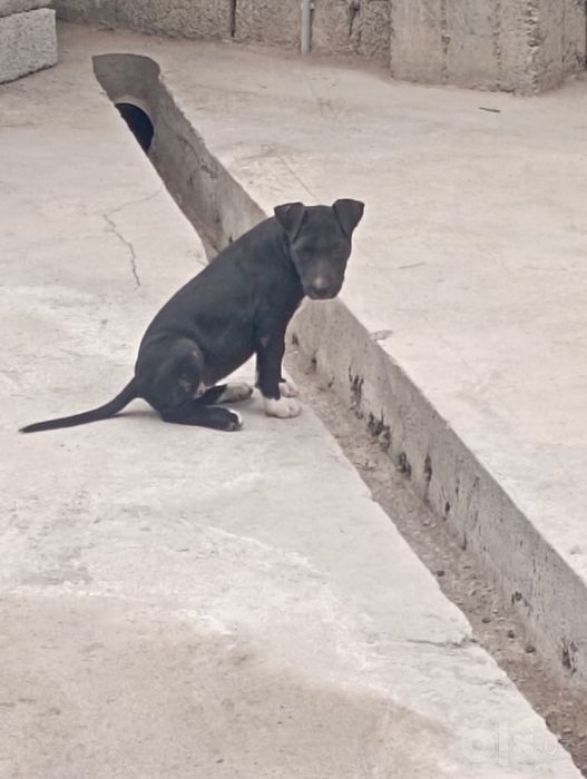 Pitbul sirochna sotiladi oladigonla aloqaga ciqsn