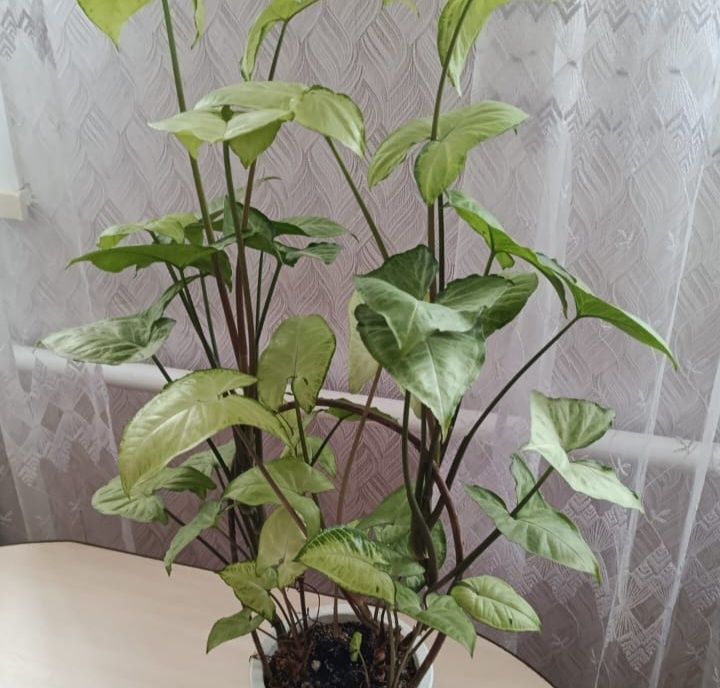 Продам комнатные цветы