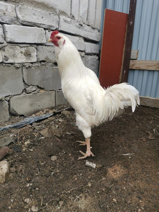 Продам петухов брама