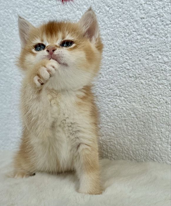 Fetita british shorthair chinchilla golden superba! Pedigree