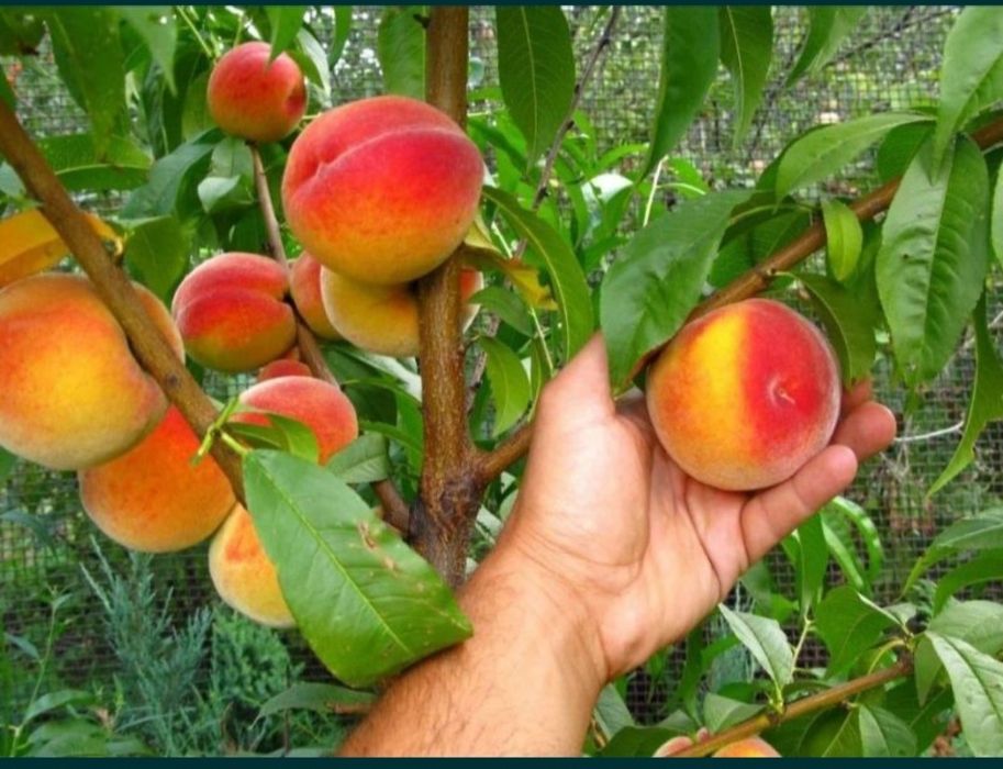 Растения, Тошкент, Самарканд.