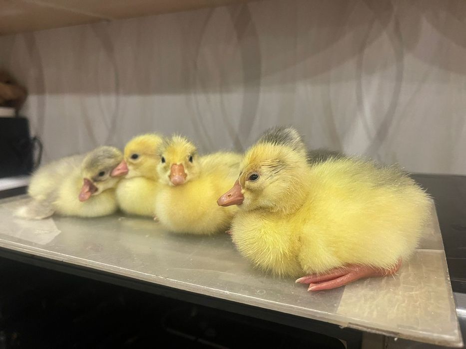 Гусята гуси продам