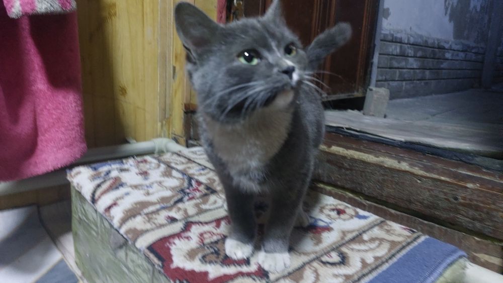 отдам кошку(котенка)