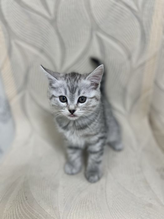 котята 2 месяца метисы