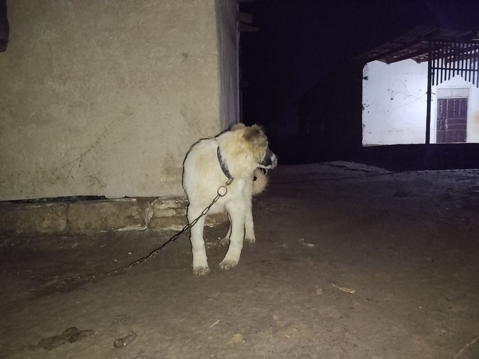 Alabay kushik 5 ayliq