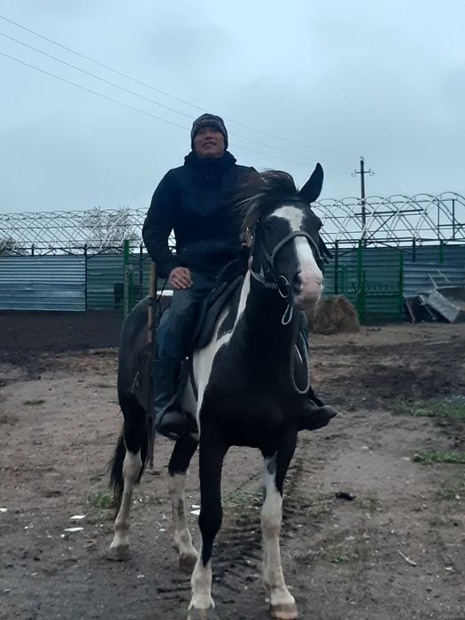 Продам мерина. Ат сатам.