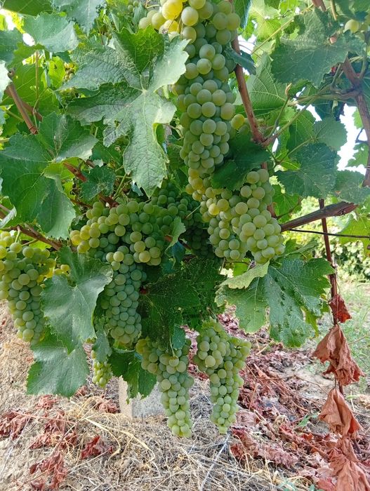 Struguri pentru vin Otonel