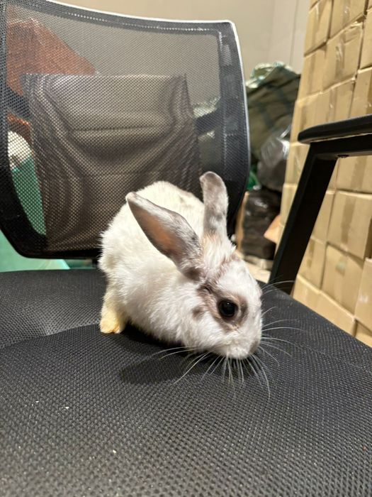 Отдам в хорошие руки кролика