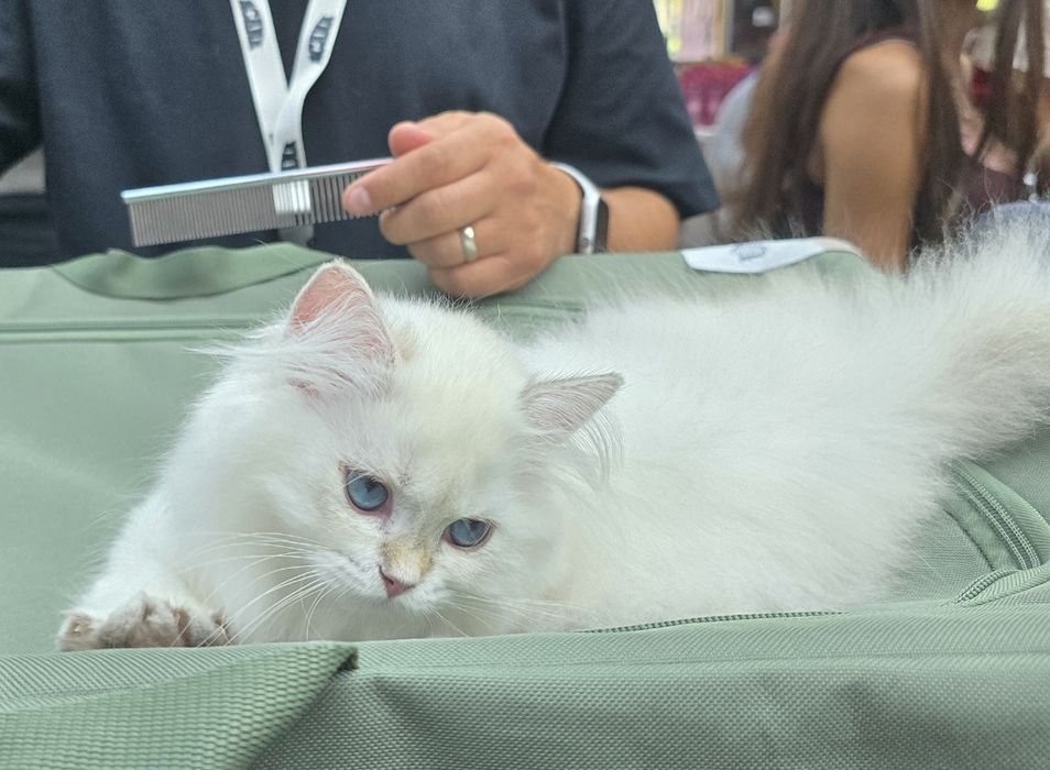 Pui pisică british longhair