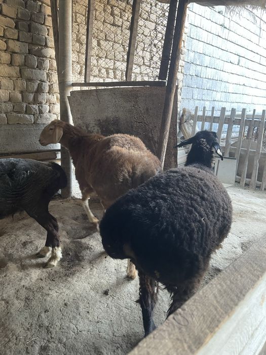 Кошкар, кой сатылады