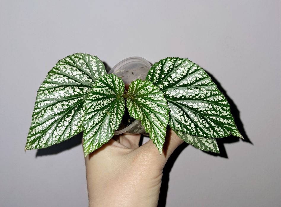 Бегония Серебристо-Крапчатая