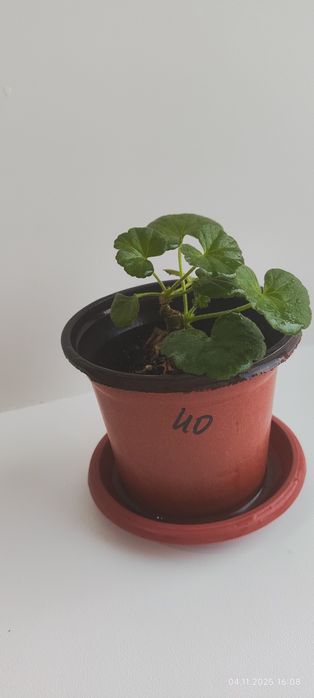 Продам укорененные ростки . Белой герани