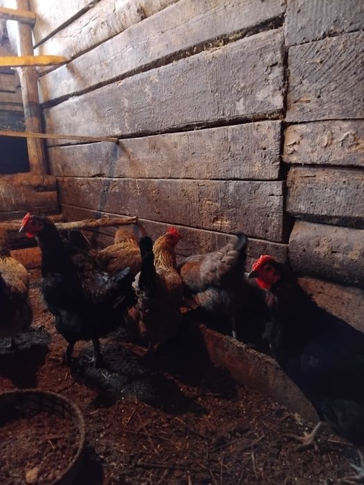 Продам домашних курочек