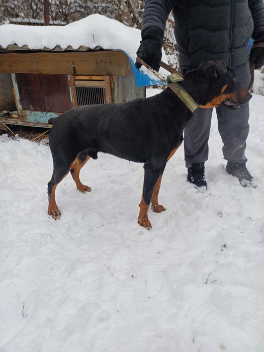 Доберман 10 мес в дар