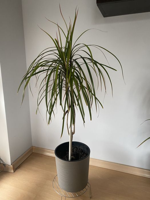 Драцени с включени в цената саксии