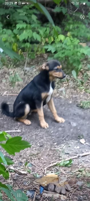 Чудная щенулька ищет дом