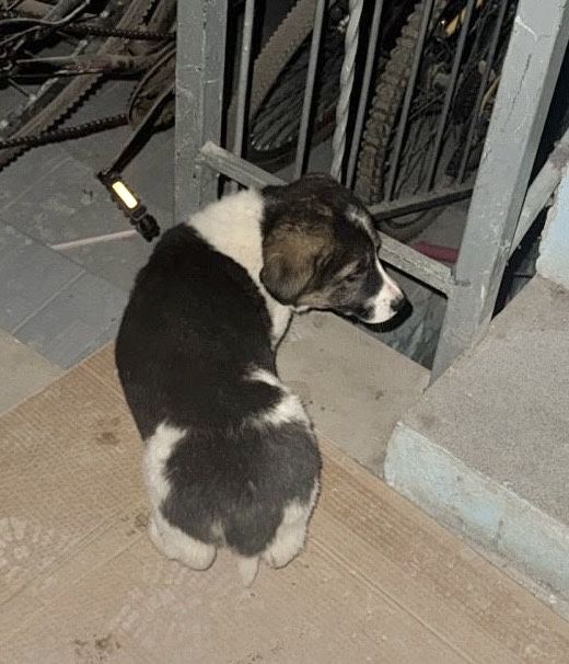 СтбакаЩенокДевочка