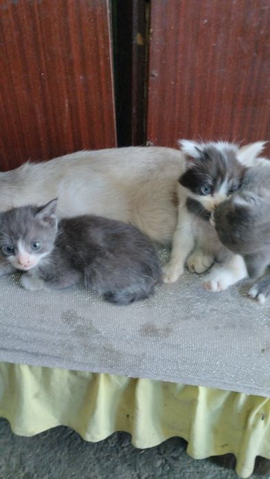 Отдадим котят в добрые руки