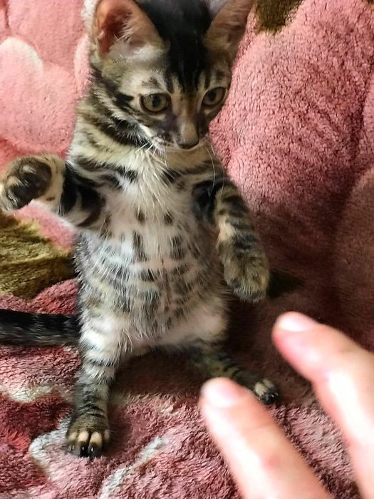 Бенгальские котята