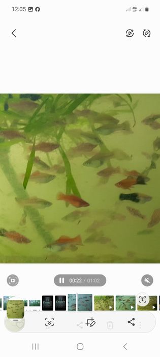 Меченосцы   аквариум  рыбки