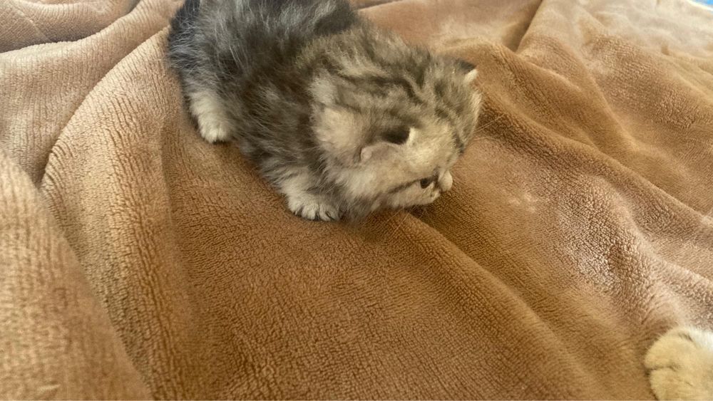 кошки породистые