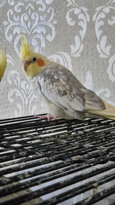 Продам попугаев породы Корелла