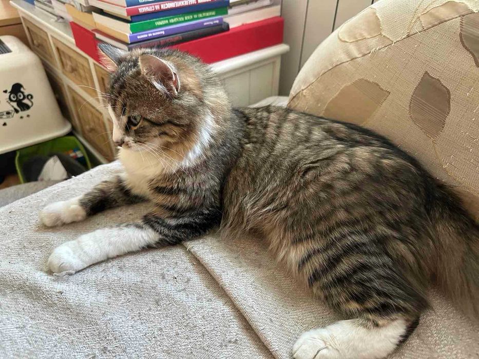 Коте за осиновяване