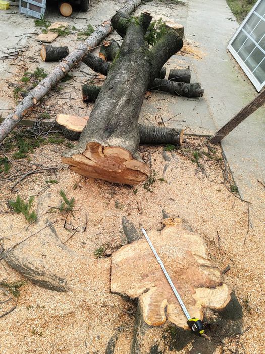 Buștean CIREȘ Masiv – Diametru 57 cm – Ideal pentru Blaturi Masă