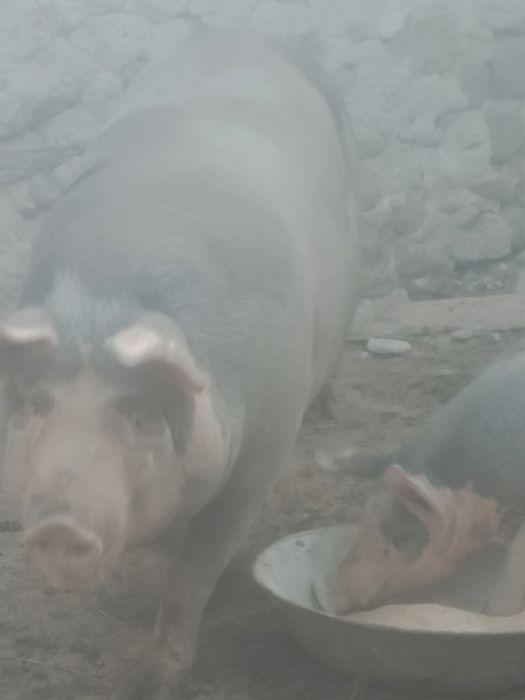 Animale de companie
