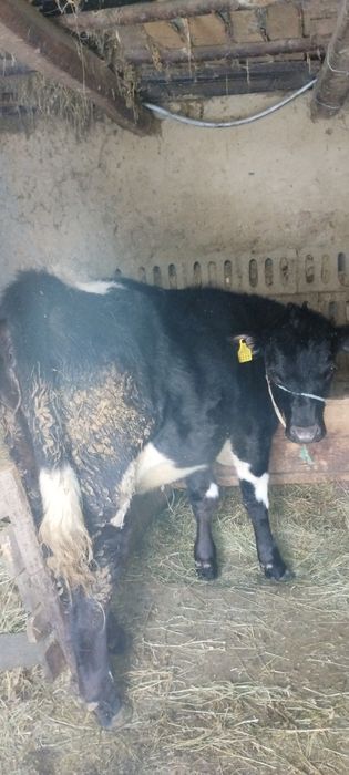 Vând vițică de lapte și carne! În satul Heci comuna Lespezi