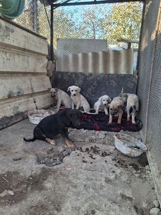 Отдам даром в добрые руки