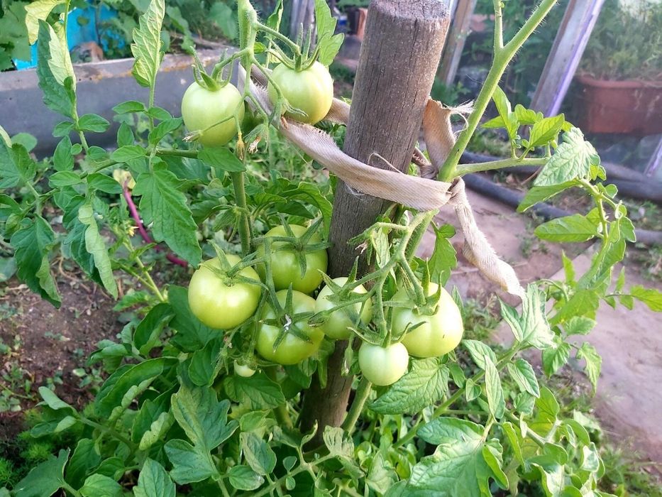 Продам, дачу в городе!