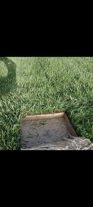 Газон рулонный жонсин виши