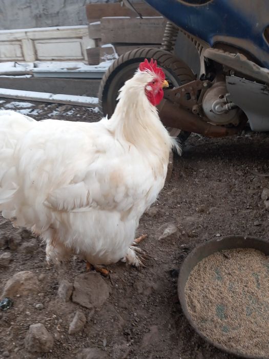 Петли за продажба