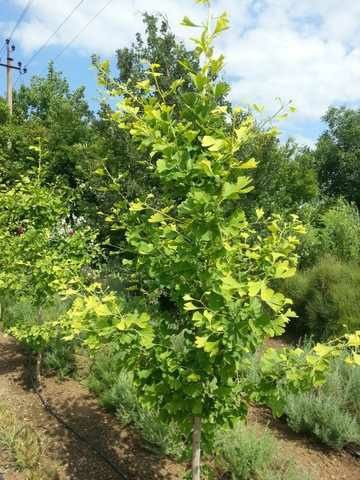 Pomi ornamental  ginkgo biloba  mariken