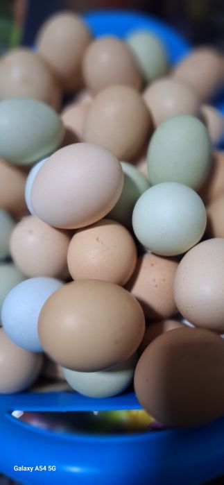 Ouă proaspete,  de la țară