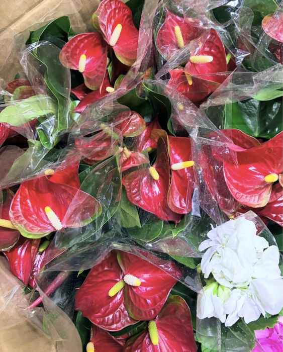 Комнатные растения