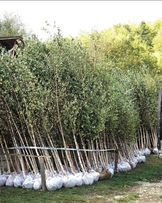 Vand mesteacăn si asiguram transport în toată țara